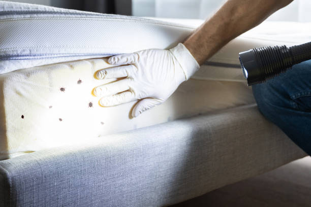 Best Cockroach Control Services  in Lincoln, MO