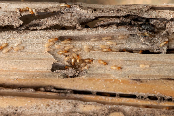 Best Affordable Exterminators  in Lincoln, MO